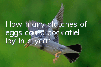 How many clutches of eggs can a cockatiel lay in a year?