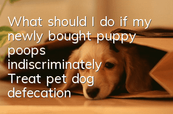 What should I do if my newly bought puppy poops indiscriminately? Treat pet dog defecation problems properly.
