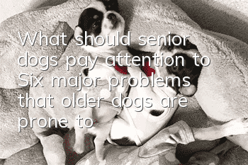 What should senior dogs pay attention to? Six major problems that older dogs are prone to have
