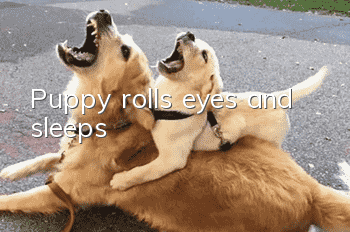 Puppy rolls eyes and sleeps
