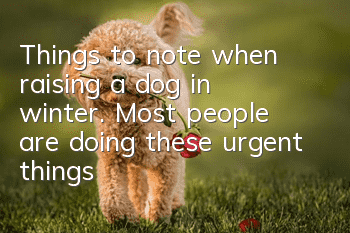 Things to note when raising a dog in winter. Most people are doing these urgent things!
