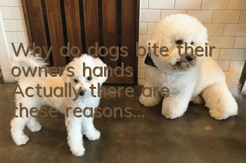 Why do dogs bite their owners' hands? Actually there are these reasons...