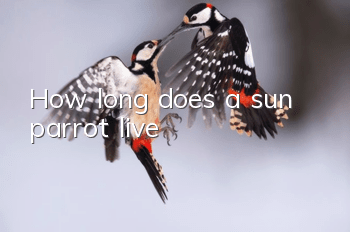 How long does a sun parrot live?