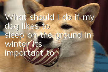 What should I do if my dog likes to sleep on the ground in winter? It’s important to keep him warm in time!