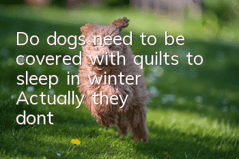 Do dogs need to be covered with quilts to sleep in winter? Actually, they don’t!