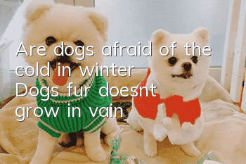 Are dogs afraid of the cold in winter? Dogs’ fur doesn’t grow in vain!