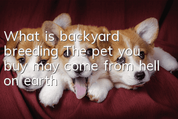 What is backyard breeding? The pet you buy may come from hell on earth