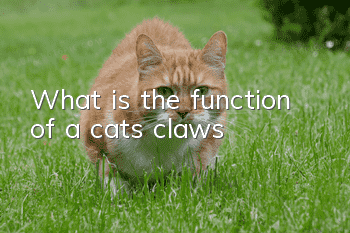 What is the function of a cat’s claws?