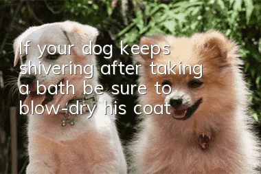 If your dog keeps shivering after taking a bath, be sure to blow-dry his coat!