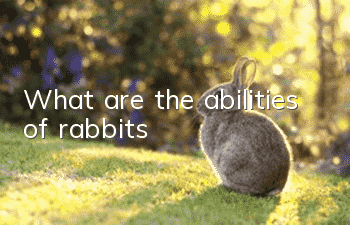 What are the abilities of rabbits?
