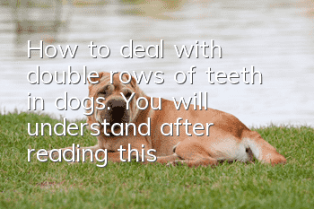 How to deal with double rows of teeth in dogs. You will understand after reading this!