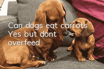 Can dogs eat carrots? Yes, but don’t overfeed!