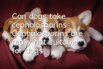 Can dogs take cephalosporins? Cephalosporins are really not suitable for dogs!