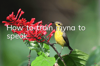 How to train myna to speak