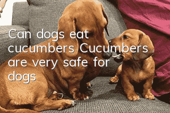 Can dogs eat cucumbers? Cucumbers are very safe for dogs!
