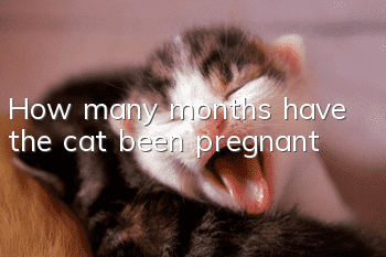 How many months have the cat been pregnant?