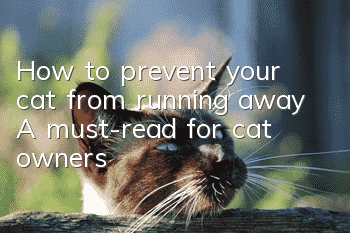 How to prevent your cat from running away? A must-read for cat owners!