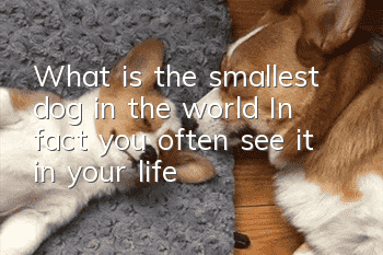 What is the smallest dog in the world? In fact, you often see it in your life!