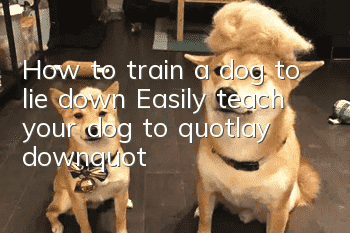 How to train a dog to lie down? Easily teach your dog to "lay down"!