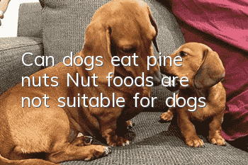 Can dogs eat pine nuts? Nut foods are not suitable for dogs!