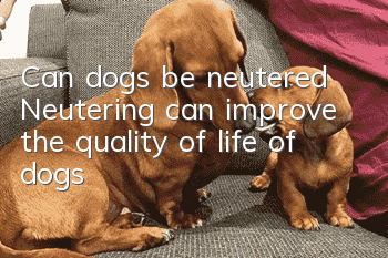 Can dogs be neutered? Neutering can improve the quality of life of dogs!