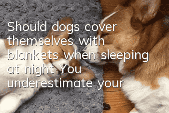 Should dogs cover themselves with blankets when sleeping at night? You underestimate your dog’s physical fitness!