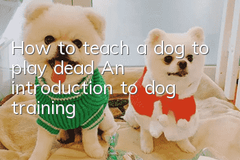 How to teach a dog to play dead? An introduction to dog training!