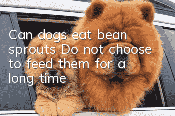 Can dogs eat bean sprouts? Do not choose to feed them for a long time
