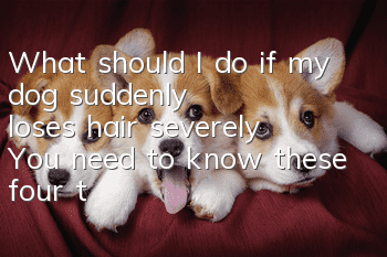 What should I do if my dog suddenly loses hair severely? You need to know these four things!