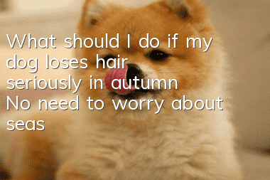 What should I do if my dog loses hair seriously in autumn? No need to worry about seasonal hair loss!