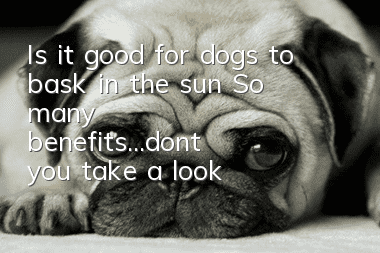 Is it good for dogs to bask in the sun? So many benefits...don't you take a look?