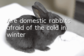 Are domestic rabbits afraid of the cold in winter?