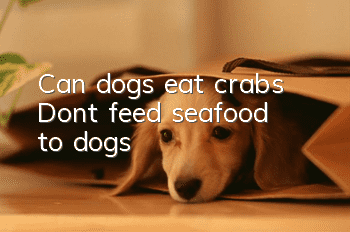 Can dogs eat crabs? Don’t feed seafood to dogs!
