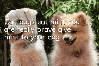 Can dogs eat mint? You are really brave, give mint to your dog!