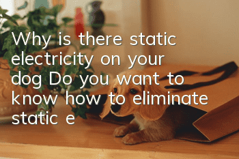 Why is there static electricity on your dog? Do you want to know how to eliminate static electricity?