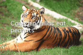 Can chinchillas eat peanuts?