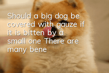 Should a big dog be covered with gauze if it is bitten by a small one? There are many benefits to covering it!