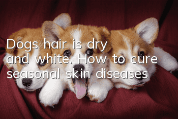 Dog's hair is dry and white. How to cure seasonal skin diseases