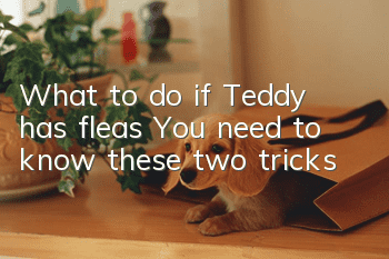 What to do if Teddy has fleas? You need to know these two tricks!