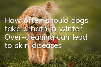 How often should dogs take a bath in winter? Over-cleaning can lead to skin diseases