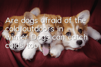 Are dogs afraid of the cold outdoors in winter? Dogs can catch colds too!