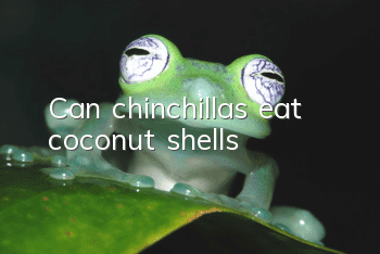 Can chinchillas eat coconut shells?