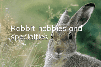 Rabbit hobbies and specialties