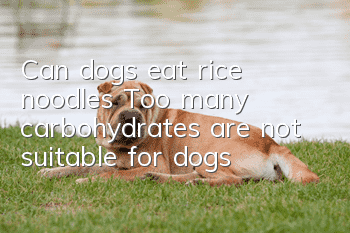 Can dogs eat rice noodles? Too many carbohydrates are not suitable for dogs!