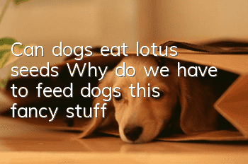 Can dogs eat lotus seeds? Why do we have to feed dogs this fancy stuff?