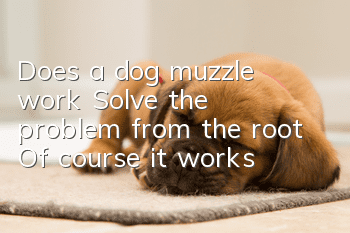 Does a dog muzzle work? Solve the problem from the root! Of course it works!