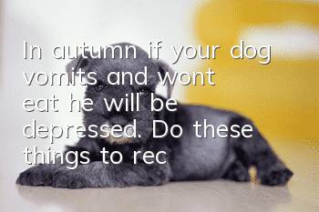 In autumn, if your dog vomits and won’t eat, he will be depressed. Do these things to recover quickly.