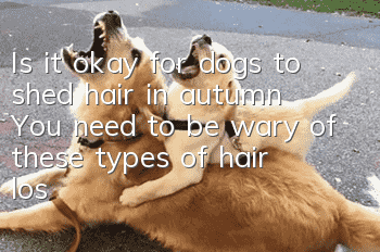 Is it okay for dogs to shed hair in autumn? You need to be wary of these types of hair loss during the shedding season