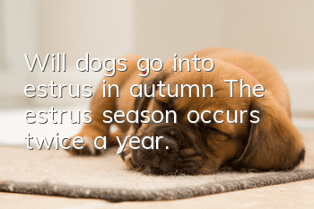 Will dogs go into estrus in autumn? The estrus season occurs twice a year.