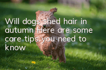 Will dogs shed hair in autumn? Here are some care tips you need to know!